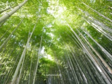 Bamboo Grove at Arashiyama
