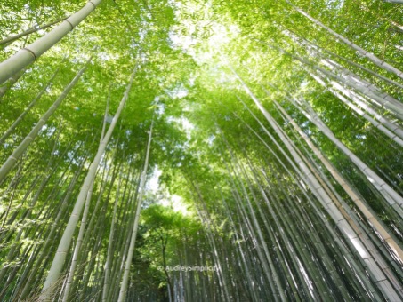 Bamboo Grove at Arashiyama