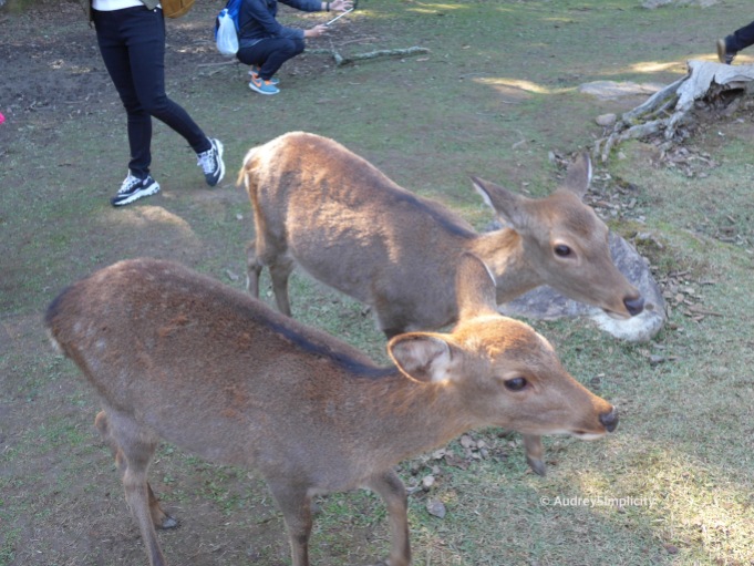 Deers at Nara Park by AudreySimplicity