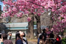 Spring at Shinjuku Gyoen, Toyko
